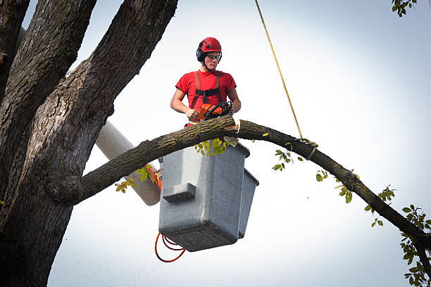 Best Arborist Services Near Me  in Windber, PA